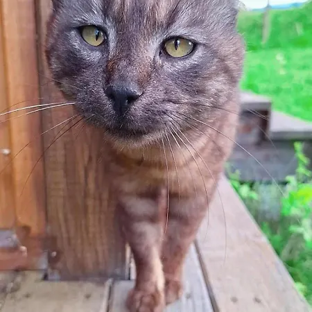 Ferienhaus Mars Na Drinu Bajina Basta