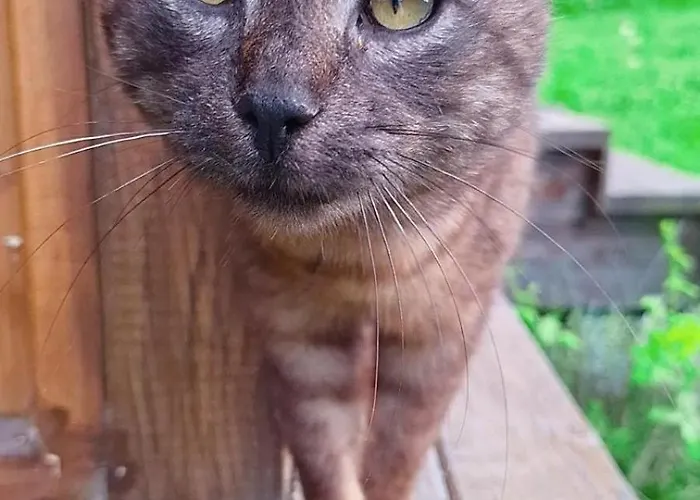 בית נופש Mars Na Drinu באינה באשטה